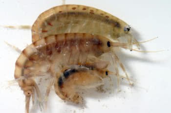 Gammarid sandhoppers